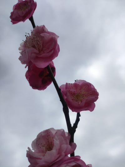教师头像